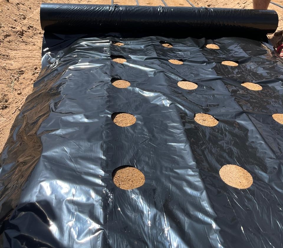 3 hole punched Black Plastic mulch Three-hole punched black plastic mulch film