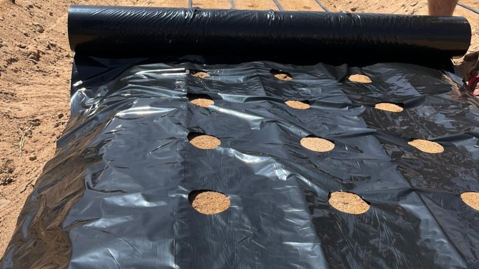 3-hole-punched-black-plastic-mulch-1672x941 Three-hole punched black plastic mulch film