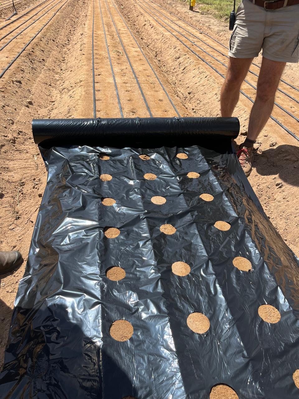 Black Plastic Mulch punched